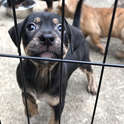 Photo of Baby (Boxer Babies 3)