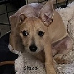 Photo of Chico