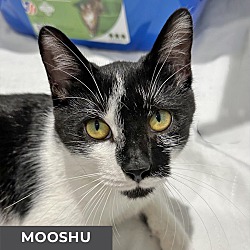 Photo of MooShu