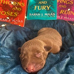 Photo of Frizzle's Pup Feyre