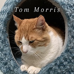 Photo of Tom Morris