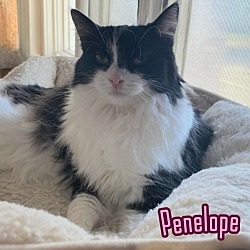 Thumbnail photo of Penelope Pussycat #2