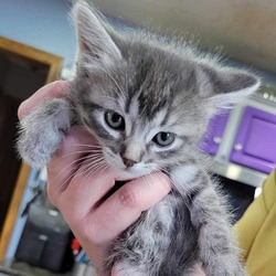 Thumbnail photo of Mew #3