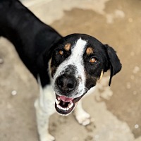 adopt a pet