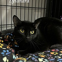 adopt-pet