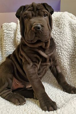 shar pei merle