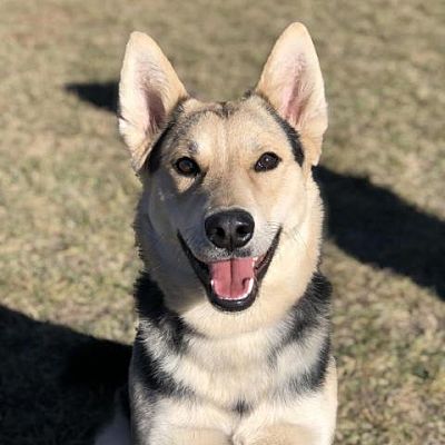Glenwood Springs, CO - German Shepherd Dog/Mixed Breed (Large). Meet
