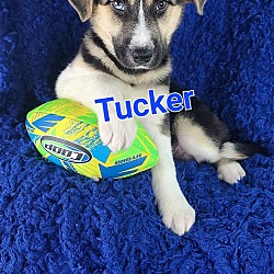 Thumbnail photo of Tucker (Blue Eye) #1