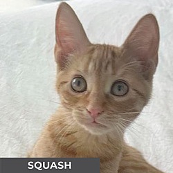 Thumbnail photo of Squash #2