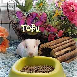 Thumbnail photo of Tofu #4