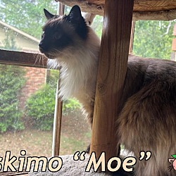 Photo of Eskimo “Moe”
