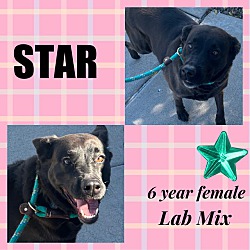 Photo of STAR - 6 YEAR LAB MIX