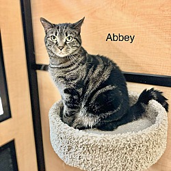 Thumbnail photo of Abbey #4