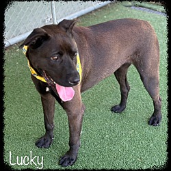 Thumbnail photo of LUCKY #3