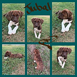 Thumbnail photo of JUBAL #1