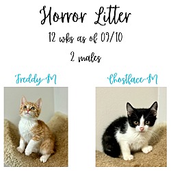 Thumbnail photo of Horror Litter #1