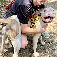 adopt a pet