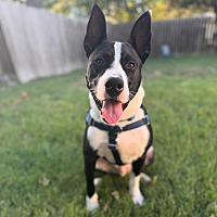 adopt a pet