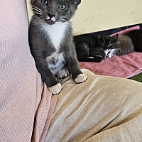 adopt a pet