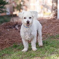 Photo of Doodle Bear 12461