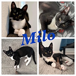 Photo of Milo