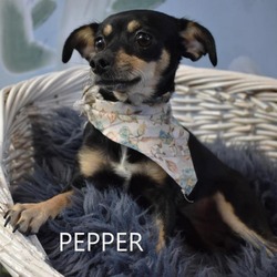 Thumbnail photo of Pepper #1