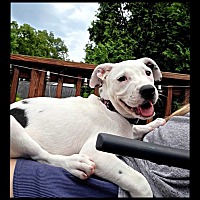 adopt a pet