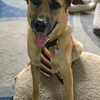 adopt a pet