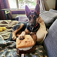 adopt a pet