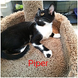 Thumbnail photo of PIPER #2