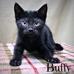 Thumbnail photo of Buffy-Baby kitten #2