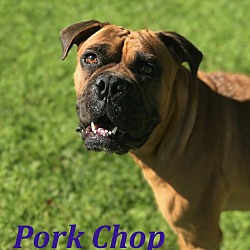 Thumbnail photo of Pork Chop #2