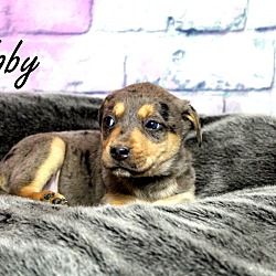Thumbnail photo of Koby~adopted! #3