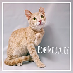 Photo of Bob Meowley