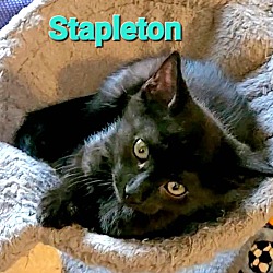 Thumbnail photo of Stapleton #3