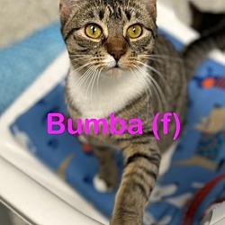 Photo of BUMBA Kitten