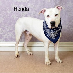 Photo of Honda