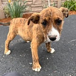 Photo of Tempy - 11 week old female mixed breed