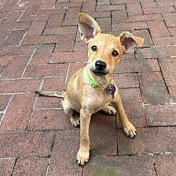 Thumbnail photo of POSY   7.3 POUND PUPPY   FOSTERED IN NEW JERSEY #3