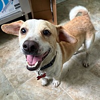 adopt a pet