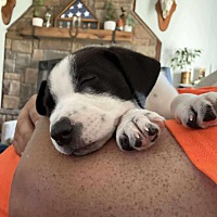 adopt a pet