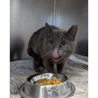 adopt-pet