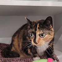 adopt a pet