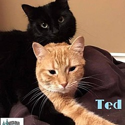 Thumbnail photo of Ted -Adopted March 2017 #1