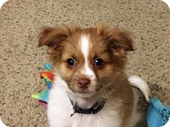 shiba inu shih tzu mix shep adopted puppy 34924398 wichita ks shiba inu shih tzu mix shiba inu shih tzu mix shep adopted puppy 34924398 wichita ks shiba inu shih tzu mix