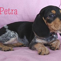 Thumbnail photo of PETRA #2