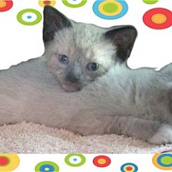 Thumbnail photo of Siamese Mixed Kittens #2