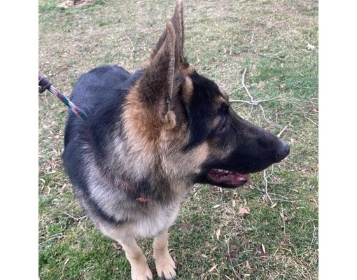 New Ringgold, PA - German Shepherd Dog. Meet Loki a Pet for Adoption ...