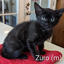 Thumbnail photo of Zuro #1