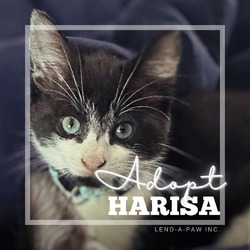 Thumbnail photo of Harisa #2